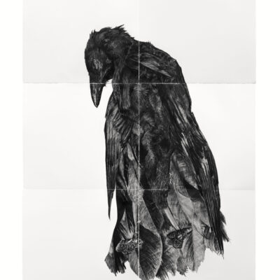 Ross Potter, ENVY the RAVEN, Graphite on Paper, 180 x 137cm